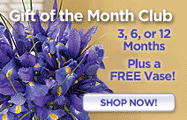 Organic Bouquet: Free Vase With Monthly Bouquet Club Items Purchase