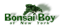 Click to Open BonsaiBoy Store