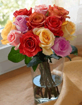 Organic Bouquet: One Dozen Rainbow Rose Bouquet