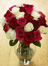 Organic Bouquet: Steal A Kiss Roses, Two Dozen For The Price Of One!