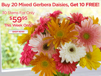 Organic Bouquet: $25 Off 30 Stems Assorted Gerbera Bouquet