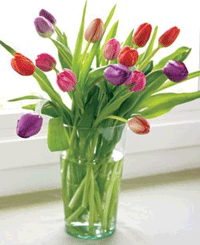 Organic Bouquet: 15 Stems Colorful Assorted Tulips