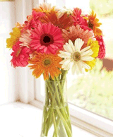 Organic Bouquet: $10 Off 15 Sweet And Cheerful Gerbera Daisies