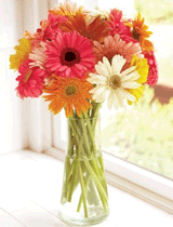 Organic Bouquet: $10 Off 15 Sweet And Cheerful Gerbera Daisies