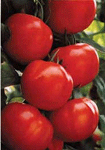 Rush Industries: Two Italian Tree Tomatoes At Just $6.98