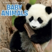 Calendars: Baby Animals Mini Wall Calendar